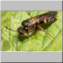 Argogorytes mystaceus - Ragwurz-Zikadenwespe 05d.jpg